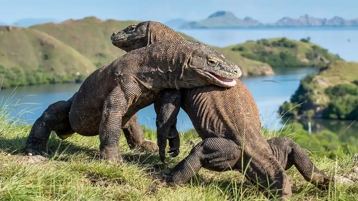 Taman Margasatwa Ragunan Akan Tambah Koleksi Dua Pasang Satwa Endemik Komodo