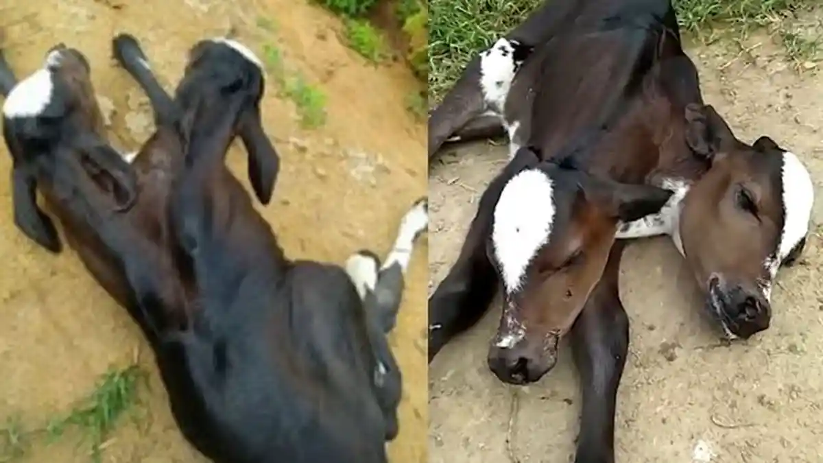 Viral Anak Sapi Lahir Berkepala 2, Lemas Tak Kuat Berdiri dan Makan 'Berbaring, Tidak Bisa Bangun'