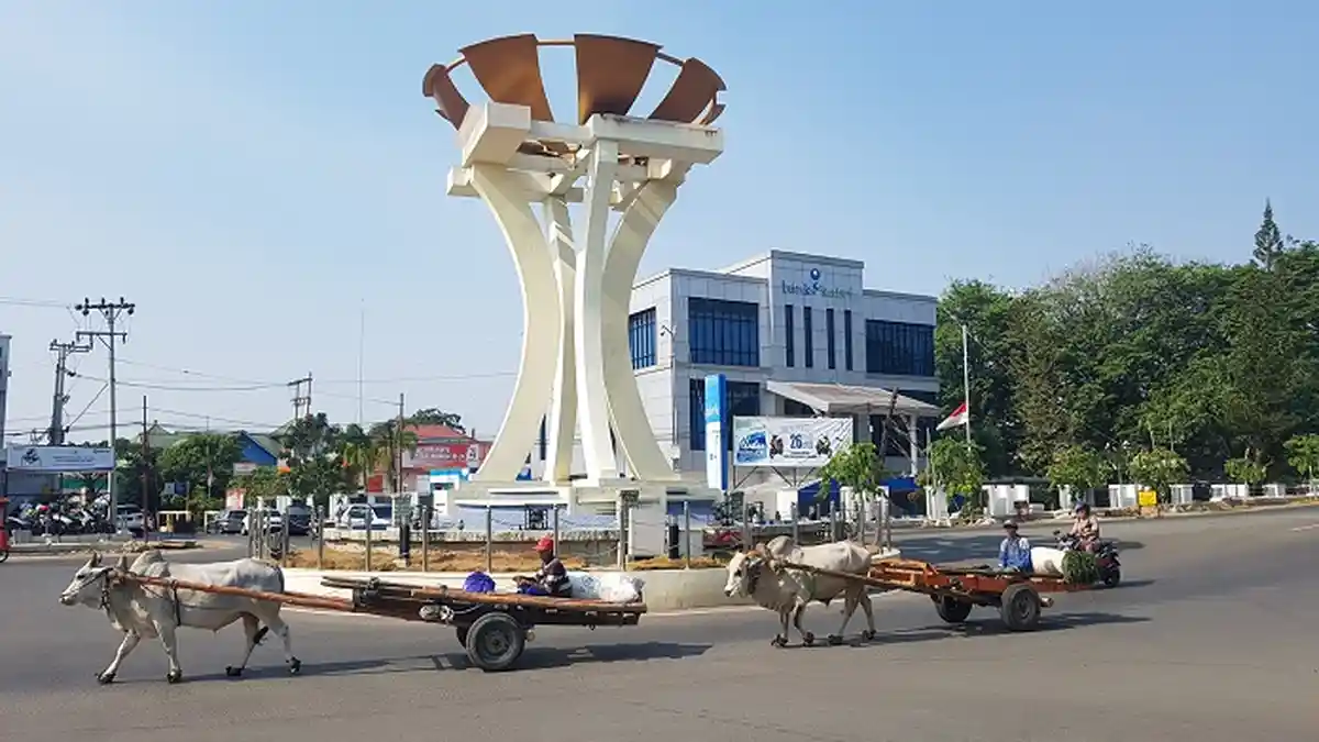 Angkutan Tradisonal Gerobak Sapi Ini Tetap Eksis di Tapin, Dimanfaatkan ...