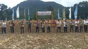 Panen-Raya-jagung-milik-PT-SMJ-bersama-mitra.jpg