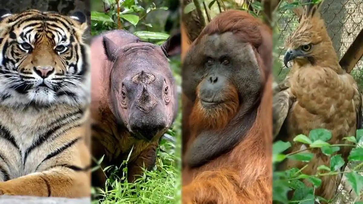 Daftar Hewan Endemik Indonesia yang Terancam Punah, Dari Harimau Sumatera hingga Pesut Mahakam