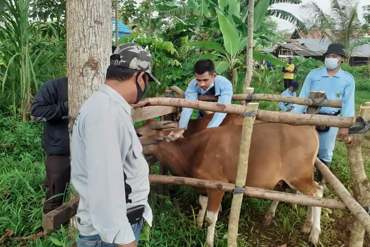 Tala Terus Gencarkan Layanan Terpadu Kesehatan Hewan, Sekali Turun Tangani Ratusan Ekor