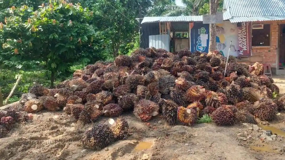 Harga TBS Sawit di Tebo Turun, Cek Rinciannya di Sini!