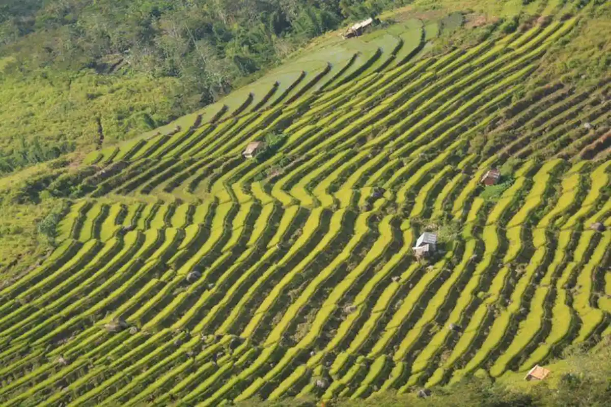 Opini: Ke Golonderu, Berjalan dengan Kecepatan Penderitaan 