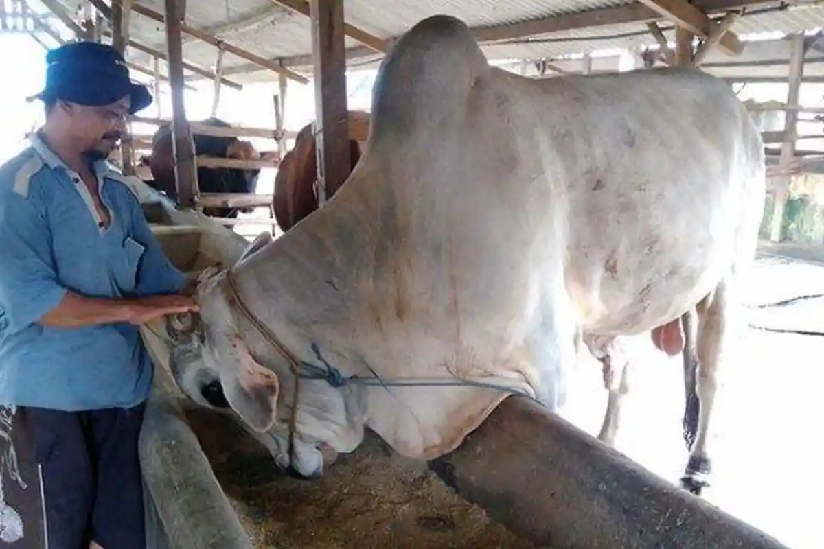 Kisah Seorang Peternak Sapi yang Sukses, Dulunya Penambal Ban, Kini Sapinya Jadi Langganan Jokowi