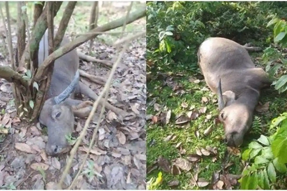 6 Ribu Vaksin Ngorok Segera Didistribusikan ke Muratara Sumsel, Kasus Kerbau Mati Mendadak