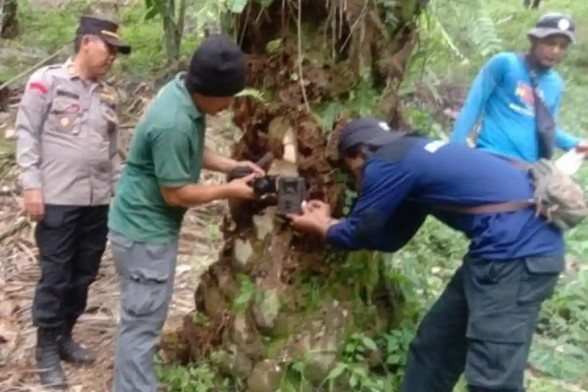 Tim Gabungan Patroli Tangani Satwa Liar di Area Rawan Pesisir Barat