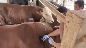 Sapi-Ternak-Vaksin-Ternak.jpg