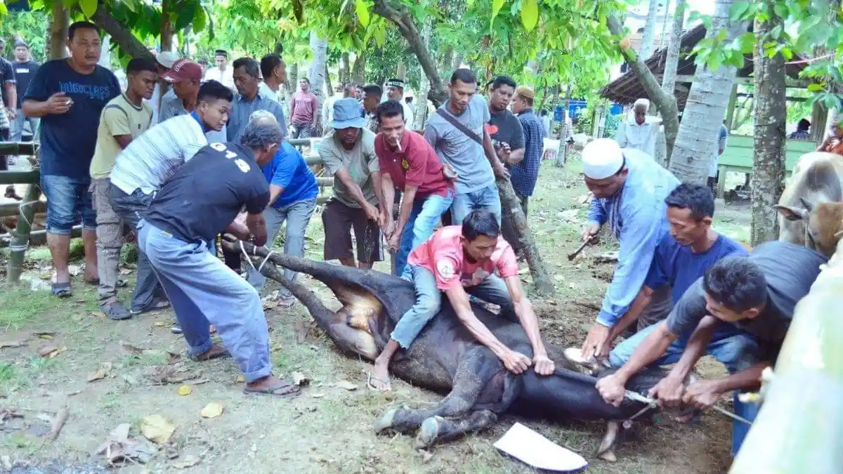 Masyarakat Bambi Sembelih 70 Ekor Hewan Kurban