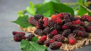 Khasiat-Buah-Murbei-yang-Jarang-Diketahui.jpg