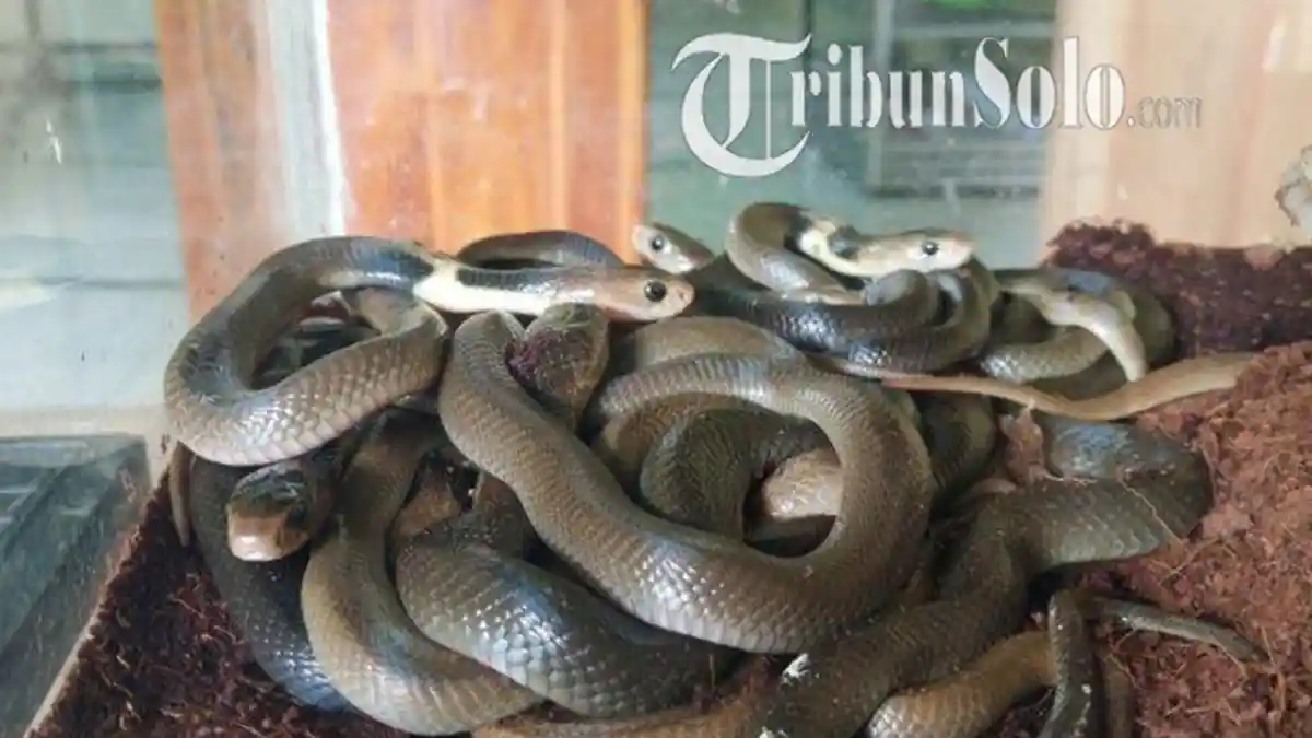 Heboh, Ular Muncul di Atap Rumah Klaten, Bikin Supatni Lari Terbirit-birit & Teriak Minta Tolong