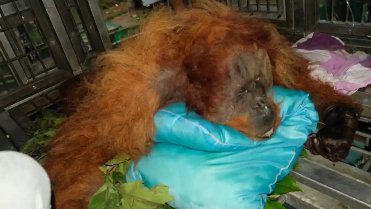 Tragis, Orangutan Sumatera di Karo Tewas setelah Sempat Alami Retak Tulang akibat Kekerasan