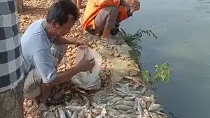 ikan-mati-massal-di-bendungan-leuweung-seureuh.jpg