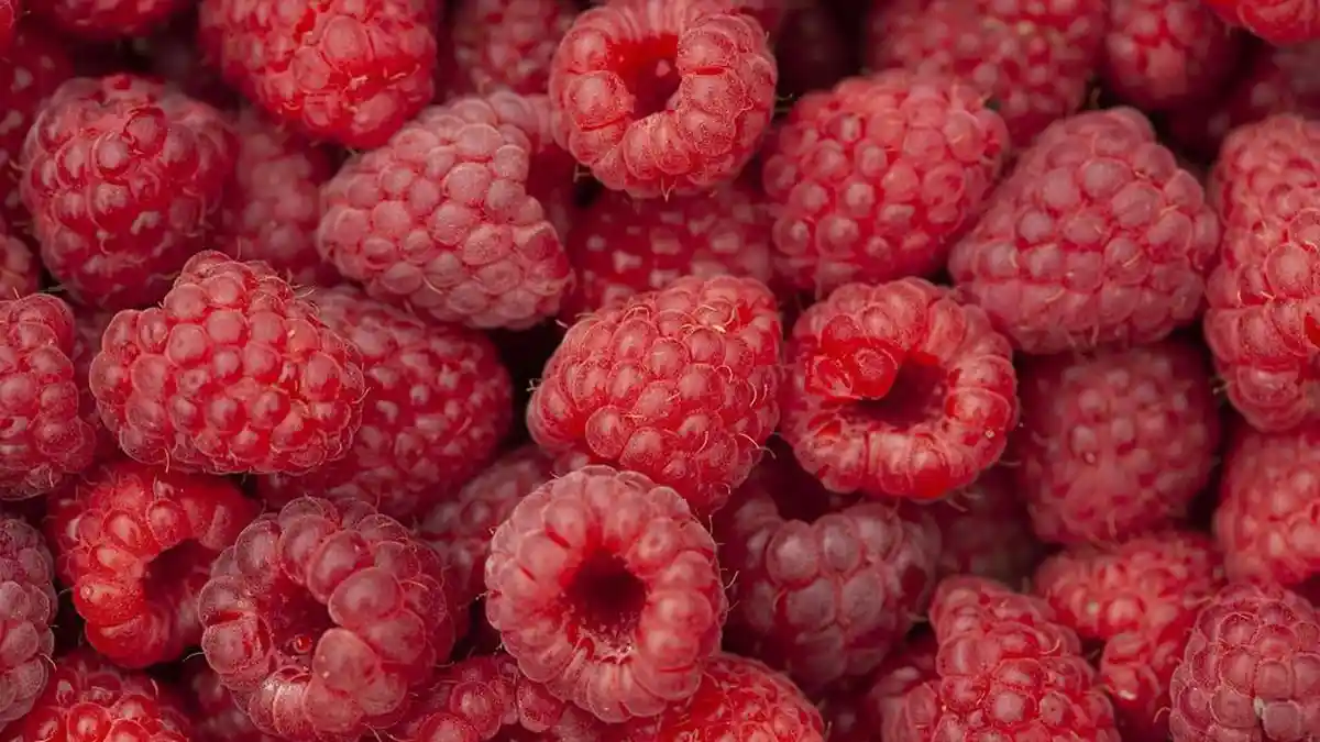 Manfaat Buah Raspberry untuk Kesehatan: Dapat Kurangi Tanda-tanda Penuaan