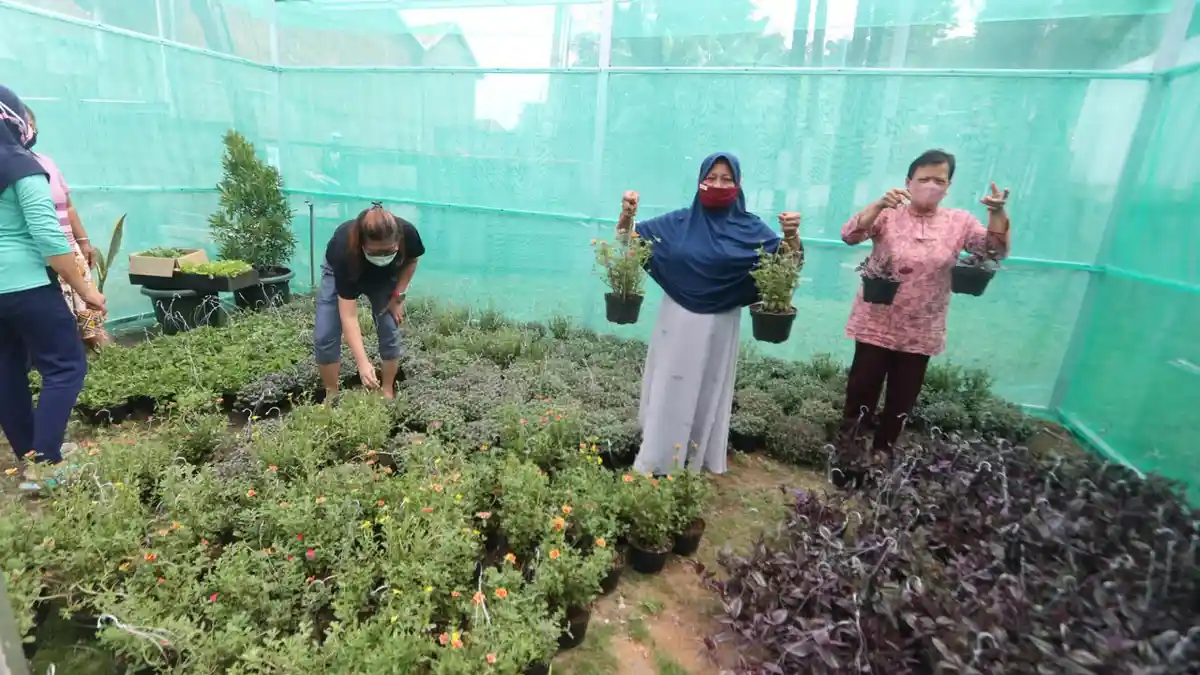 Hasil Pertanian Perkotaan di Semarang Semakin Banyak seiring Tren Urban Farming Meningkat