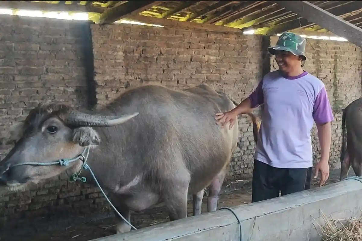 Jelang Idul Adha, Permintaan Sapi dan Kerbau di Trenggalek Melonjak, Harga Ikut Terkerek Gegara PMK