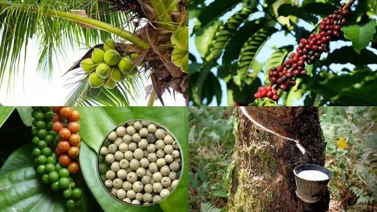 Selain Kelapa Sawit, Ini 5 Hasil Produksi Perkebunan Unggulan di Kalimantan Timur