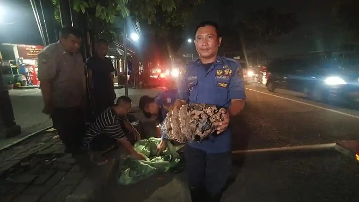 Sarang Tawon Vespa Menggantung di Pepohonan Jalan Nusantara, Damkar Depok Langsung Evakuasi