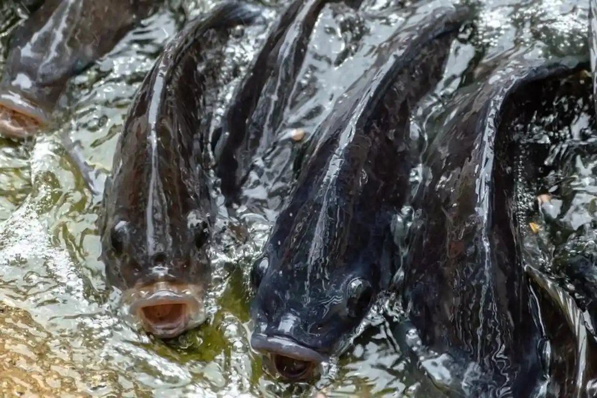 Pemancing Tewas karena Ikan Nila Tersangkut di Tenggorokan, Sering Simpan Ikan dalam Mulut