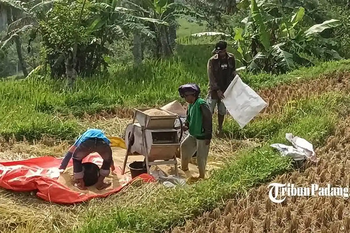 4 BERITA POPULER SUMBAR: Produksi Padi Merosot, BMKG Ingatkan Cuaca Buruk bagi Kapal ke Mentawai