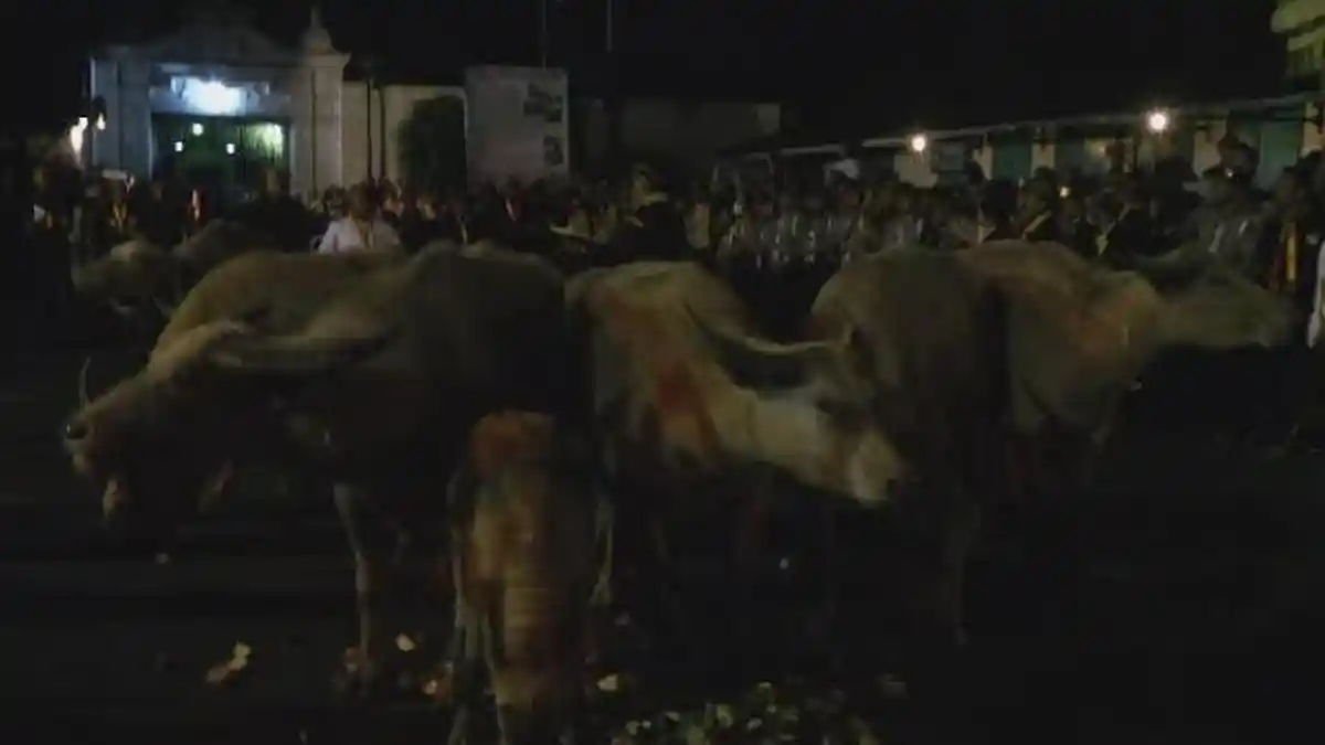 Kebo Bule Ngambek saat Arak-arakan Malam Satu Suro Keraton Solo