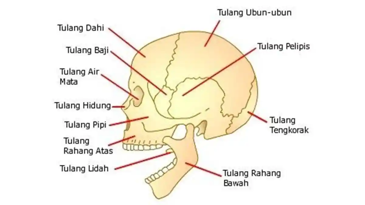 Bagian-Bagian Rangka Manusia, Rangkuman Alam Lengkap Sekolah Dasar