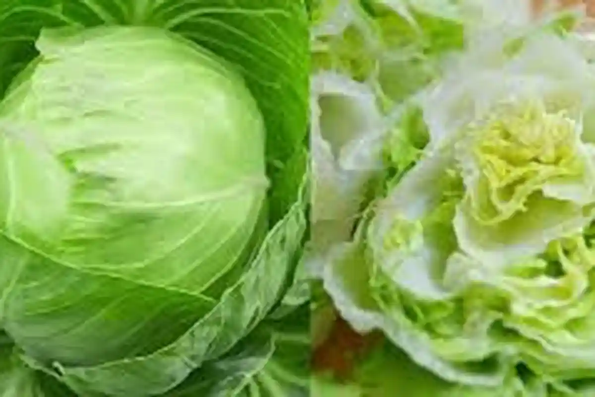 Wajib Tahu Moms ! 7 Manfaat Luar Biasa dari Kubis