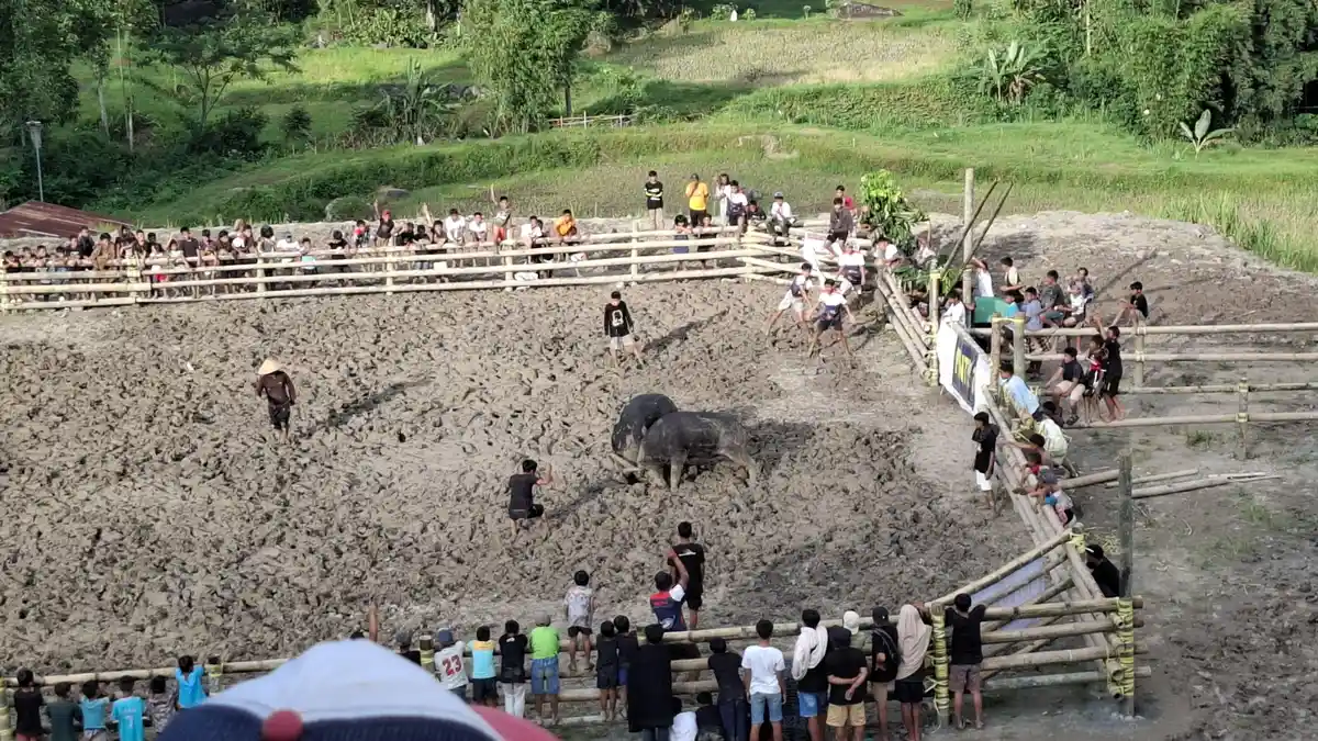 Terlibat Judi 6 Pria Ditangkap Polisi di di Arena Pasilaga Tedong Rantepao Toraja Utara