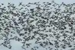 Migrasi Besar-besaran Burung asal Eropa