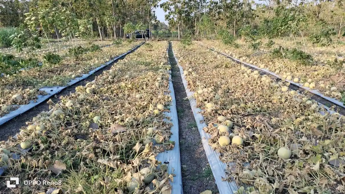 Berkah Petani Glidag Gunungkidul, Panen Raya Hasilkan 18 Ton Melon Amanda