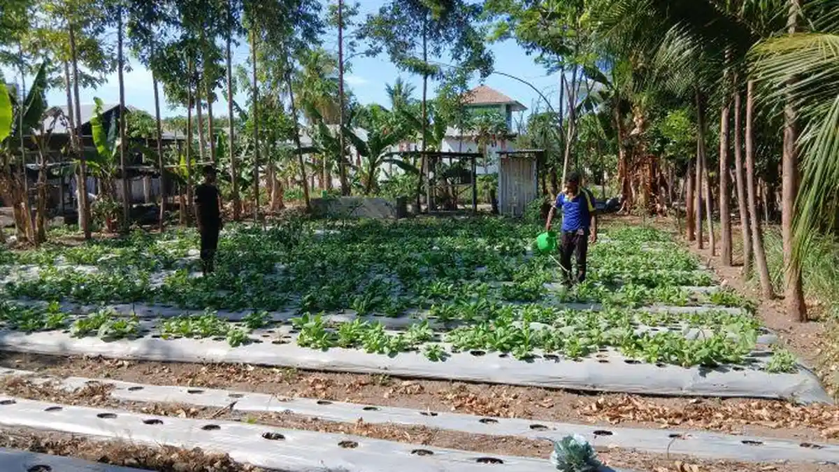 Rutan Maumere Panen Sayur, Sukses Dukung Program Ketahanan Pangan