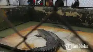 penangkaran-buaya-medan.jpg