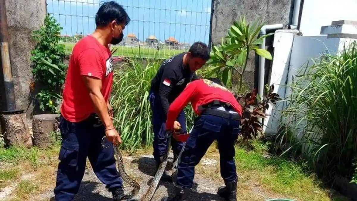 Muncul dari Sawah, Ular Piton 3 Meter Masuk ke Rumah Bobby, Sempat Disiram Pakai Pembersih Toilet