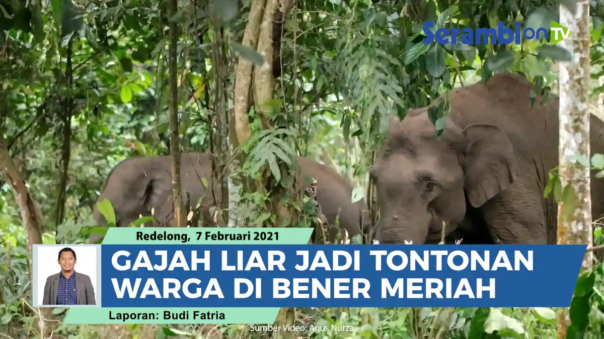 TFCA-Sumatera Tanggapi Walhi Aceh Soal Dana Rp 160 Miliar Untuk Perlindungan Satwa di Aceh