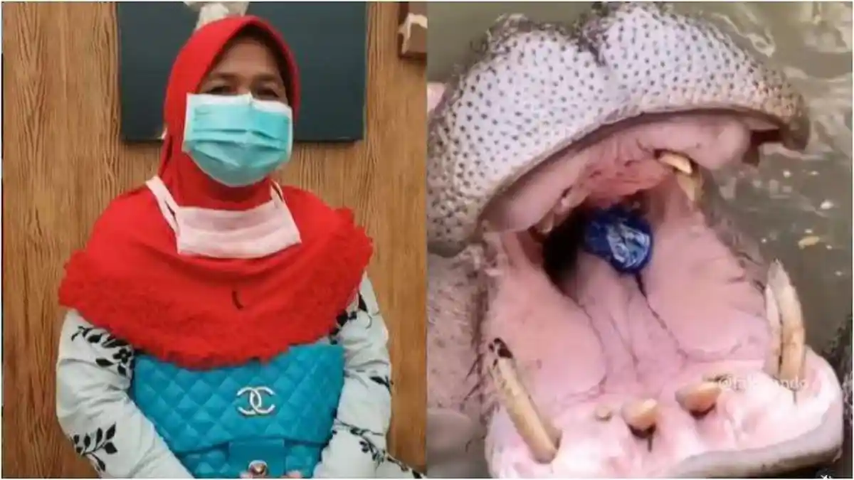 Sosok yang Membuang Botol ke Mulut Kuda Nil Ungkap Pembelaan, Begini Tanggapan dari Polisi