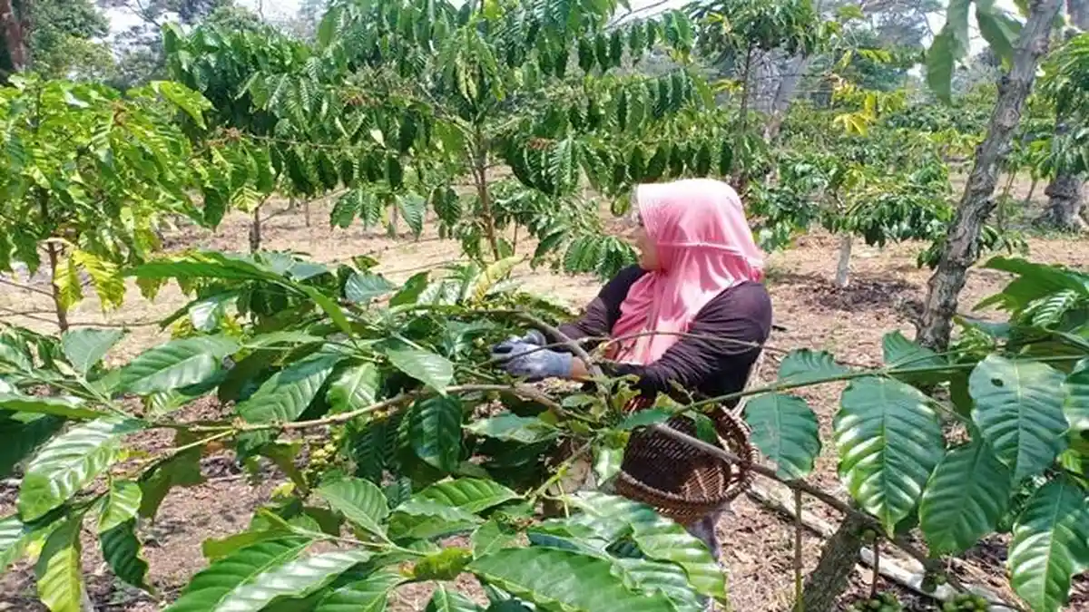 Harga Kopi di OKU Selatan Bertahan Rp 35 ribu per Kilogram, Petani Mulai Mengeluarkan Hasil Panen