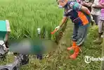 Detik-detik Perempuan Tewas di Persawahan Sragen, Diduga Jatuh dari Motor & Tersetrum Jebakan Tikus