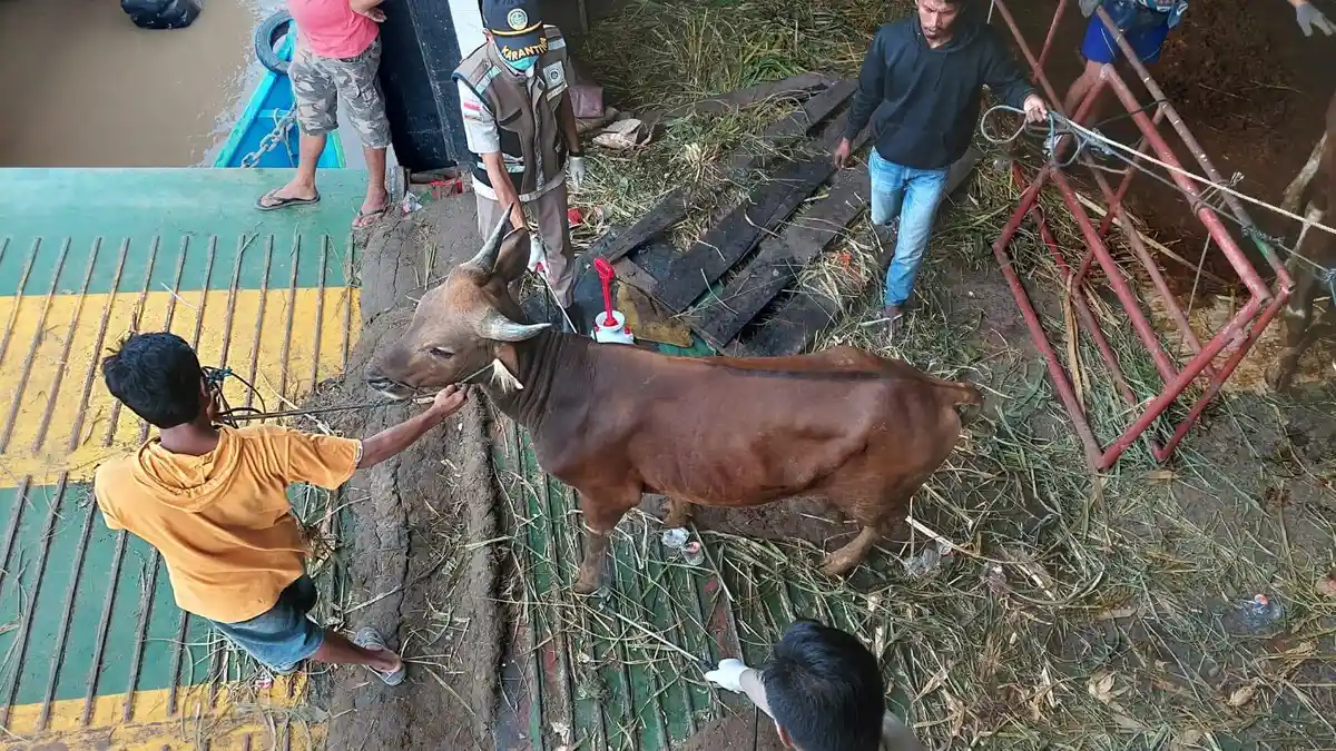 Antisipasi PMK Jelang Idul Adha, BKP Wilker Nunukan Perketat Prosedur Penerimaan Hewan Ternak