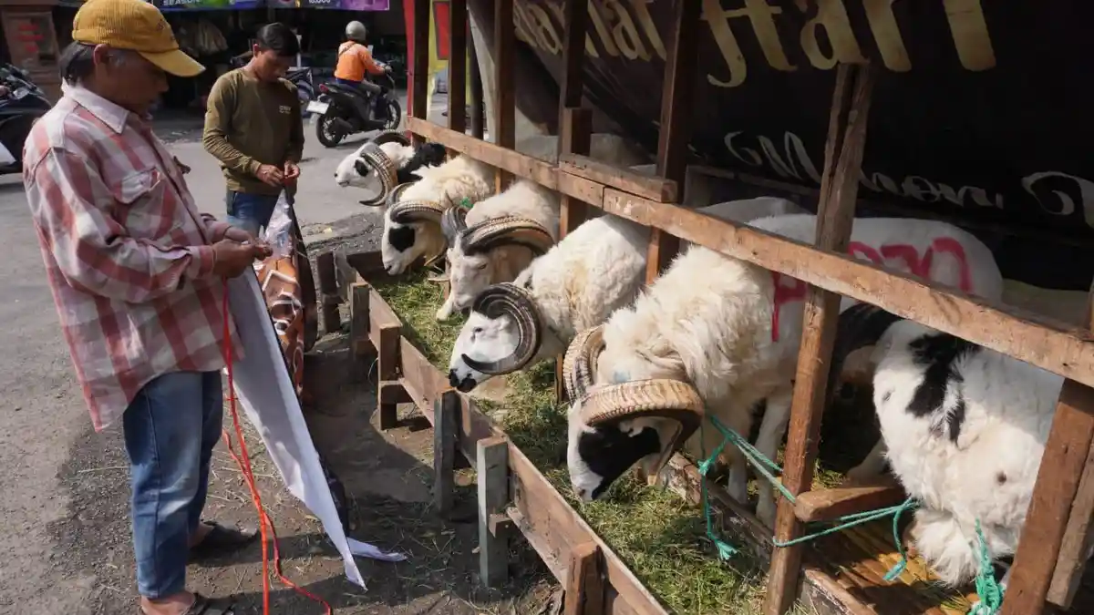 Daftar Harga Kambing dan Sapi untuk Idul Adha 2025, Berikut Batas Waktu Penyembelihan Hewan Kurban