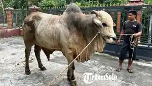 Sapi-Bima-Seta-Idul-Adha-2026.jpg
