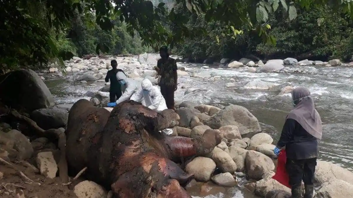 Bangkai Gajah Jantan Ditemukan di Aceh Utara, Begini Kondisinya