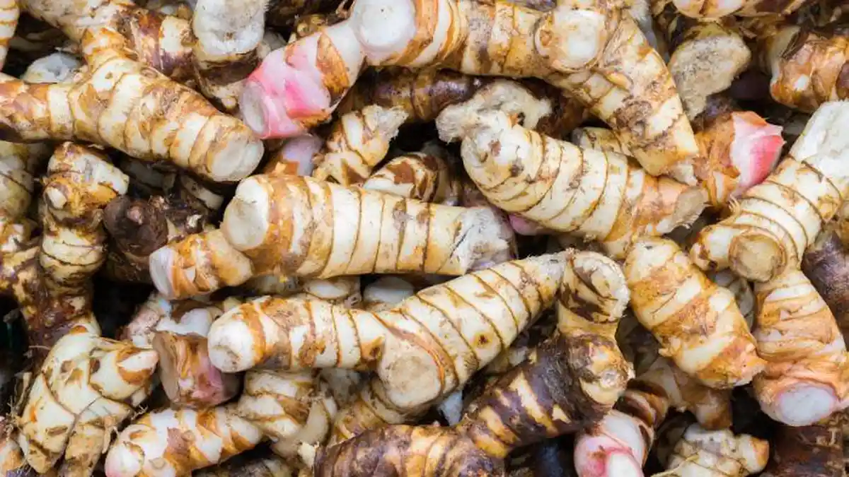 Nama Ilmiah Lengkuas, Umbi-umbian Segudang Manfaat, Rempah-Rempah hingga Obat Herbal
