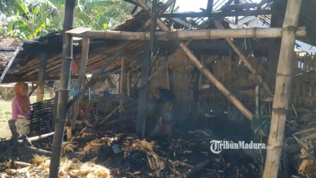 Kandang Ternak Warga Sumenep ini Terbakar, Pemilik Merugi 2 Kali Karena Sepasang Sapinya Alami Luka