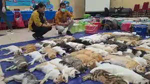 STERILISASI-KUCING-di-Kecamatan-Cipayung-Jakarta-Timur.jpg