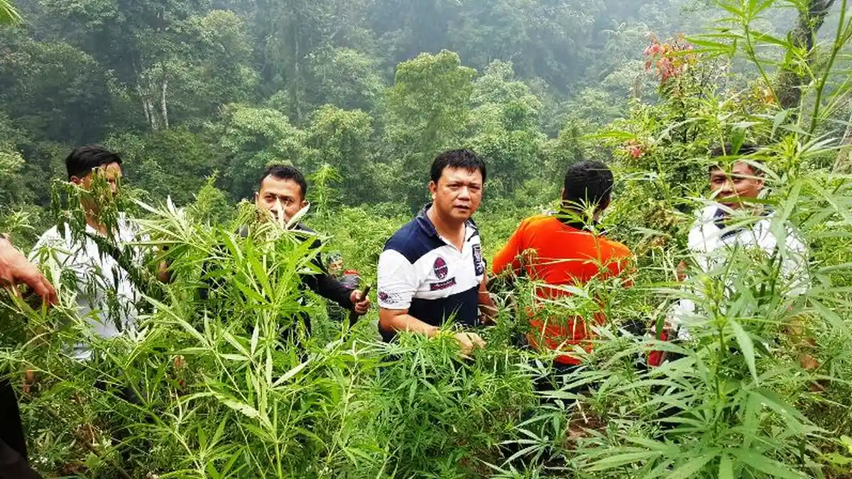 Warga Canberra Australia Bisa Tanam Ganja Maksimal 2 Pohon Tiap Rumah, Pemerintah Federal Berang