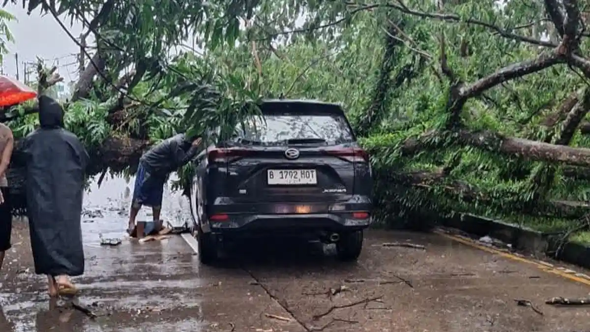 Pohon Tumbang Timpa Mobil di Poros Barru-Makassar