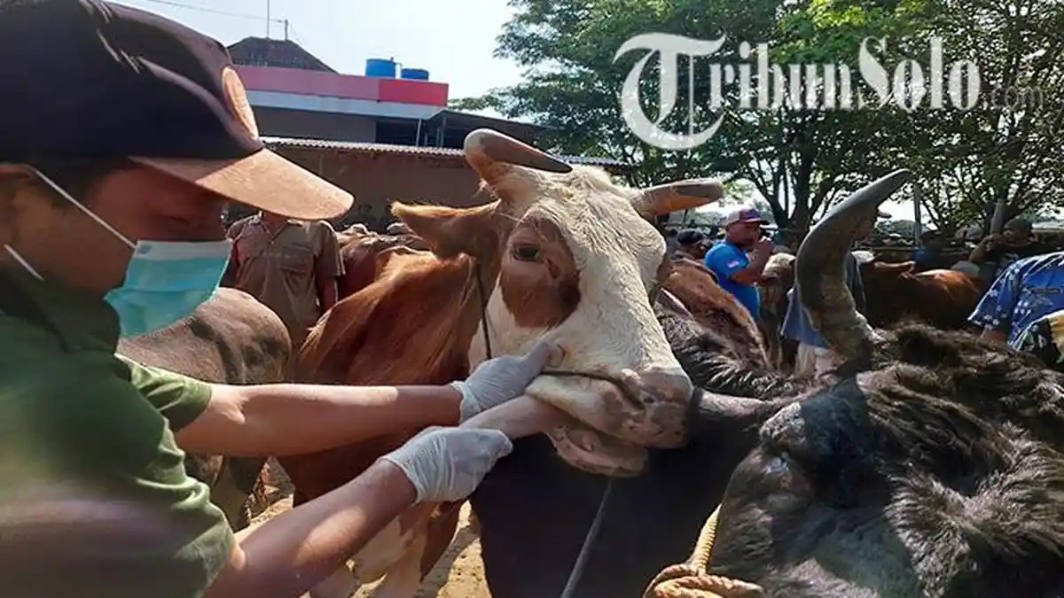 Sapi di Klaten Diperiksa Waspadai Penyakit Mulut & Kuku, DKPP : Jangan Datangkan Sapi dari Luar Dulu