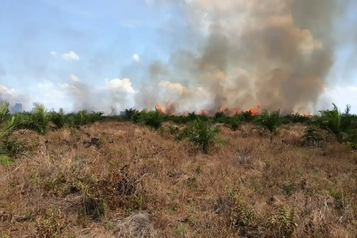 Karhutla di Tanjung Putus Pangkalan Kerinci Mulai Padam, BPBD : Tinggal Asap Tipis Lagi