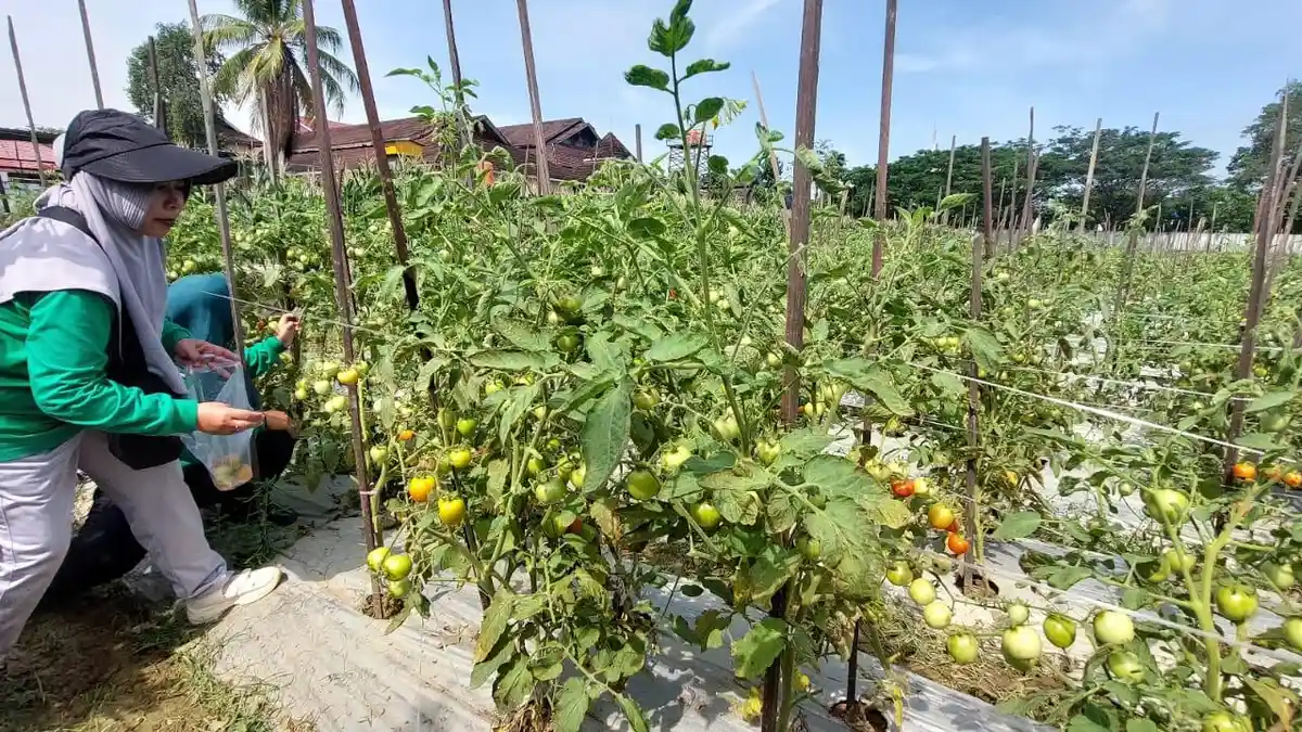 Kaltim Ingin Capai Kemandirian Pangan dengan Program Petani Milenial