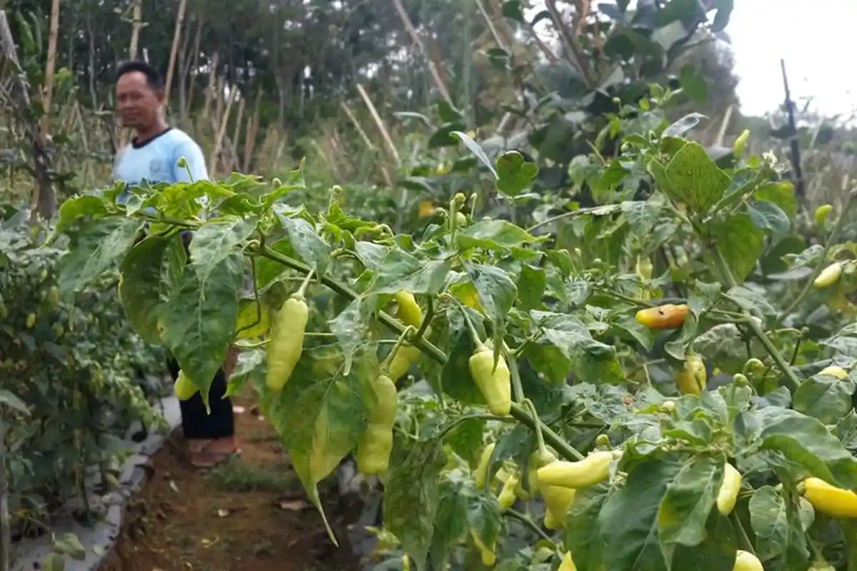 Tak Hanya Peternak Ayam, Petani Cabai di Ciamis pun Terkena Dampak Corona, Harga Cabai Turun Drastis